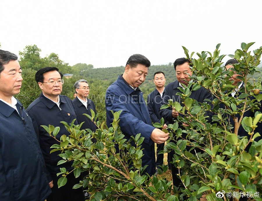 光山油茶籽榨油設(shè)備，山茶籽油榨油機廠家(圖1)